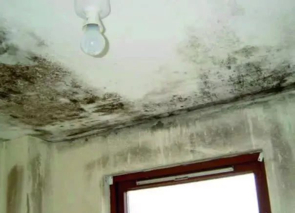 Nem ve Rutubet Boyası NM-S-10 Image 2