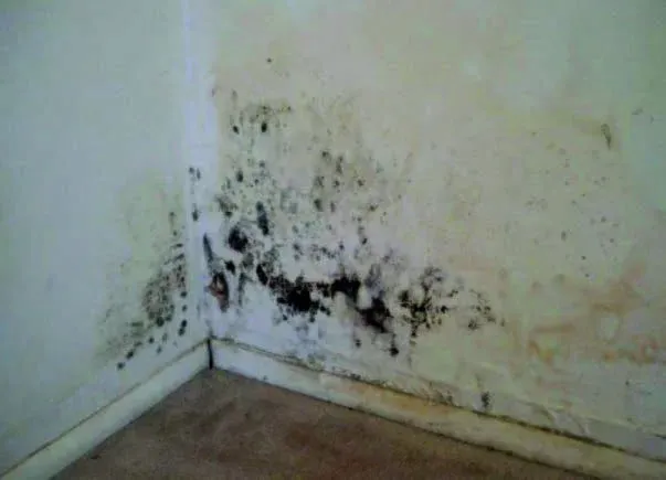 Nem ve Rutubet Boyası NM-S-10 Görseli 1