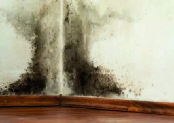 Nem ve Rutubet Boyası NM-S-10 Görseli 3